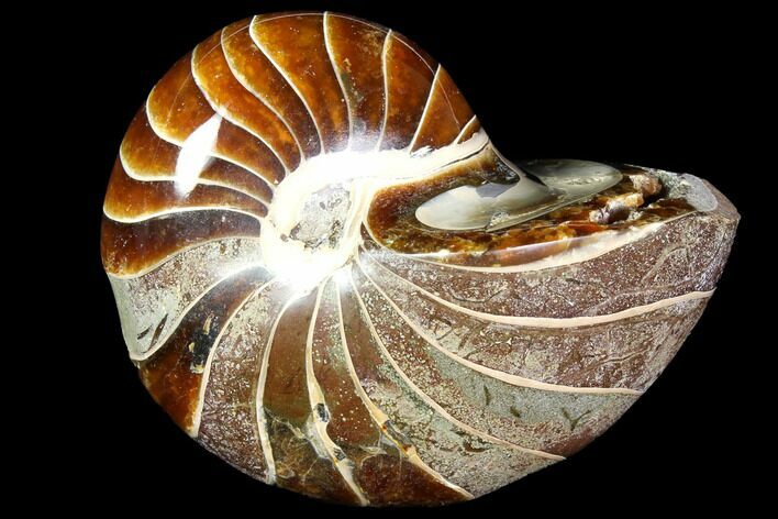 Polished Fossil Nautiloid - Madagascar #113513